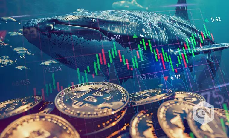 Crypto whales and sharks stir as markets surge, major moves ahead